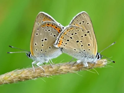 Lycaena (Heodes) hippothoe