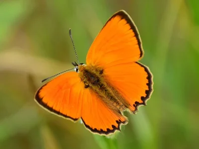 Lycaena (Heodes) virgaureae