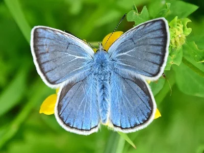Polyommatus (Plebicula) amandus