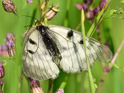 Parnassius (Driopa) mnemosyne