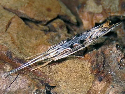 Ypsolopha scabrella