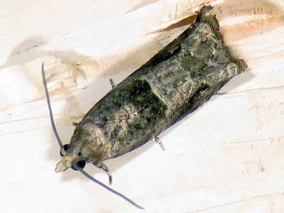 Rhopobota naevana