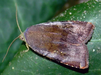 Noctua janthina