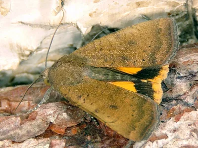 Noctua interjecta