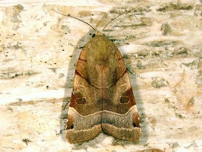 Noctua fimbriata