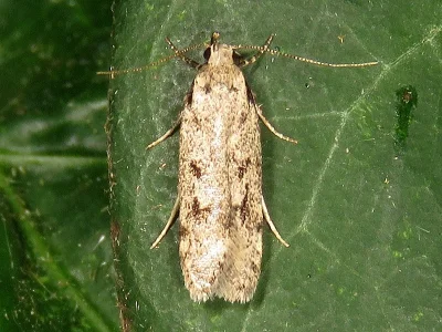 Gelechia (Gelechia) rhombella