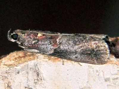Acrobasis suavella