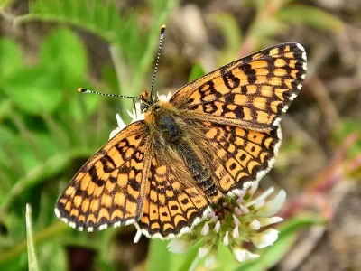 Melitaea cinxia
