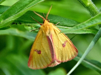 Diacrisia sannio