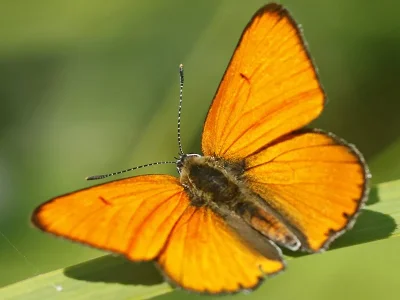 Lycaena (Thersamolycaena) dispar