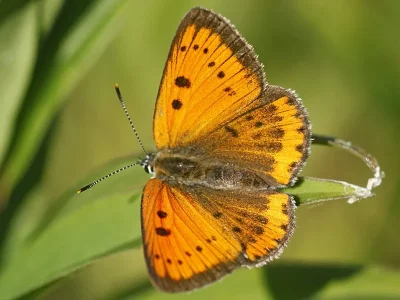 Lycaena (Thersamolycaena) dispar