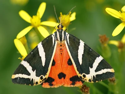 Euplagia quadripunctaria