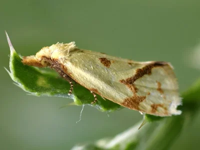 Agapeta hamana