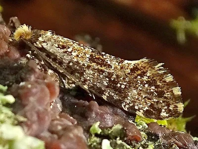 Triaxomera parasitella