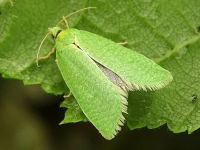 Tortrix viridana