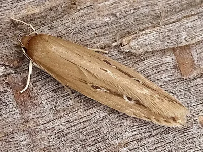 Limnaecia phragmitella