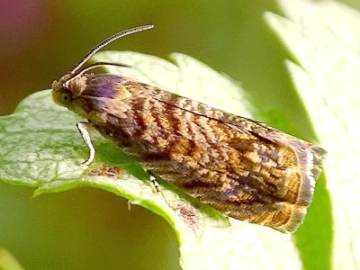 Grapholita (Aspila) janthinana