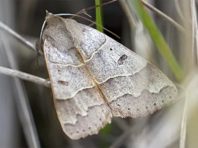 Minucia lunaris