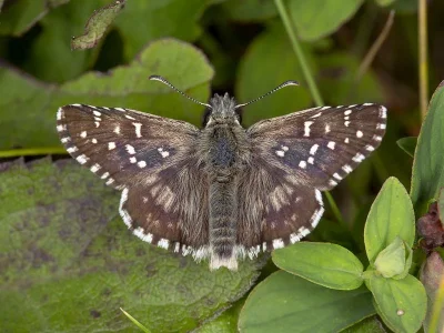 Pyrgus alveus