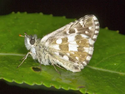 Pyrgus alveus