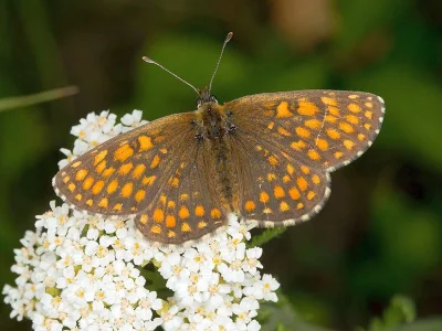 Melitaea (Mellicta) britomartis