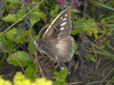 Chazara (Chazara) briseis