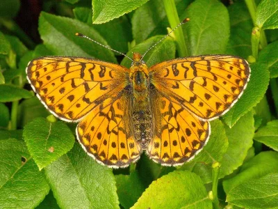 Boloria (Clossiana) euphrosyne