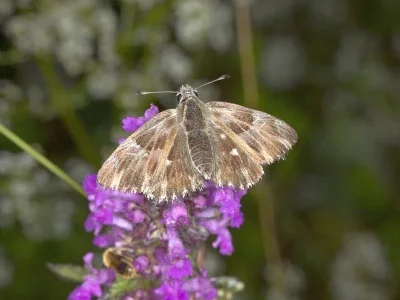 Muschampia floccifera