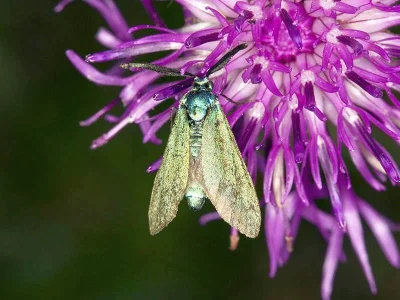 Adscita (Adscita) geryon