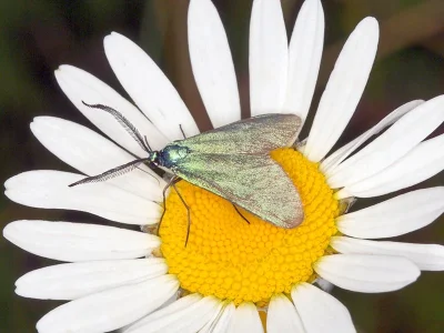 Jordanita (Jordanita) globulariae