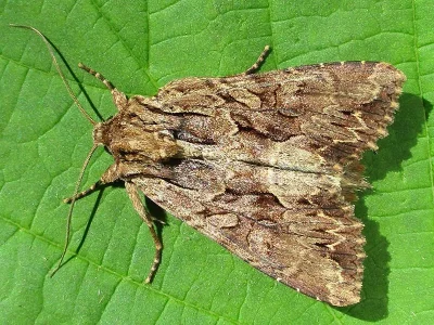 Apamea (Abromias) monoglypha