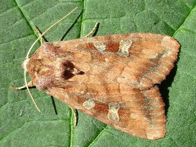 Lacanobia (Diataraxia) splendens