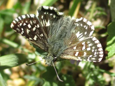 Pyrgus malvae