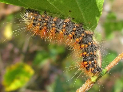 Acronicta (Viminia) auricoma