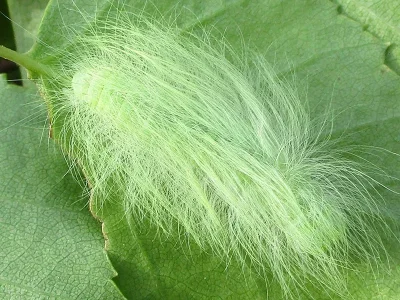 Acronicta (A.) leporina
