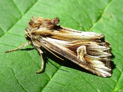 Actinotia polyodon