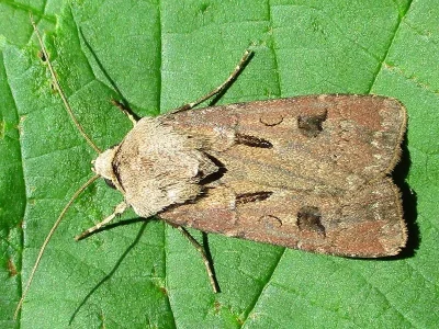 Agrotis (Agrotis) exclamationis