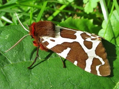 Arctia caja