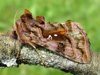 Autographa pulchrina