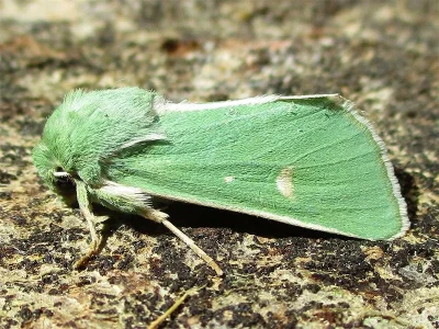 Calamia tridens