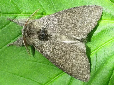 Calliteara pudibunda