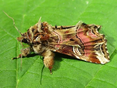 Callopistria juventina