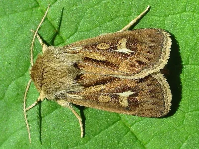 Cerapteryx graminis