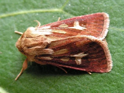 Cerapteryx graminis