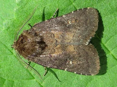 Charanyca (Rusina) ferruginea