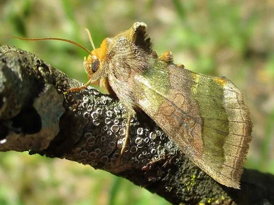 Diachrysia chrysitis