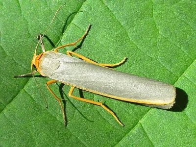 Eilema (Manulea) complana