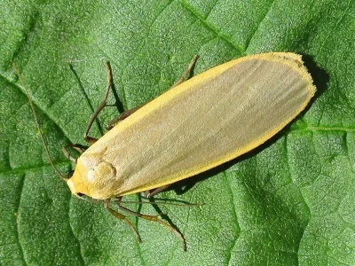 Eilema (Katha) depressa