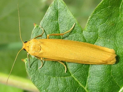 Eilema (Manulea) lutarella