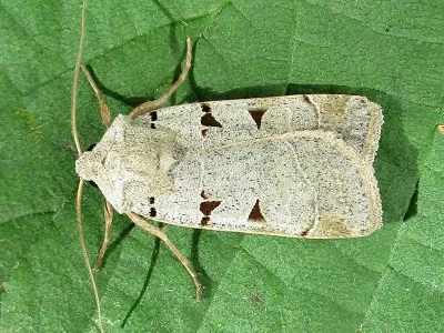 Eugnorisma (Eugnorisma) glareosa